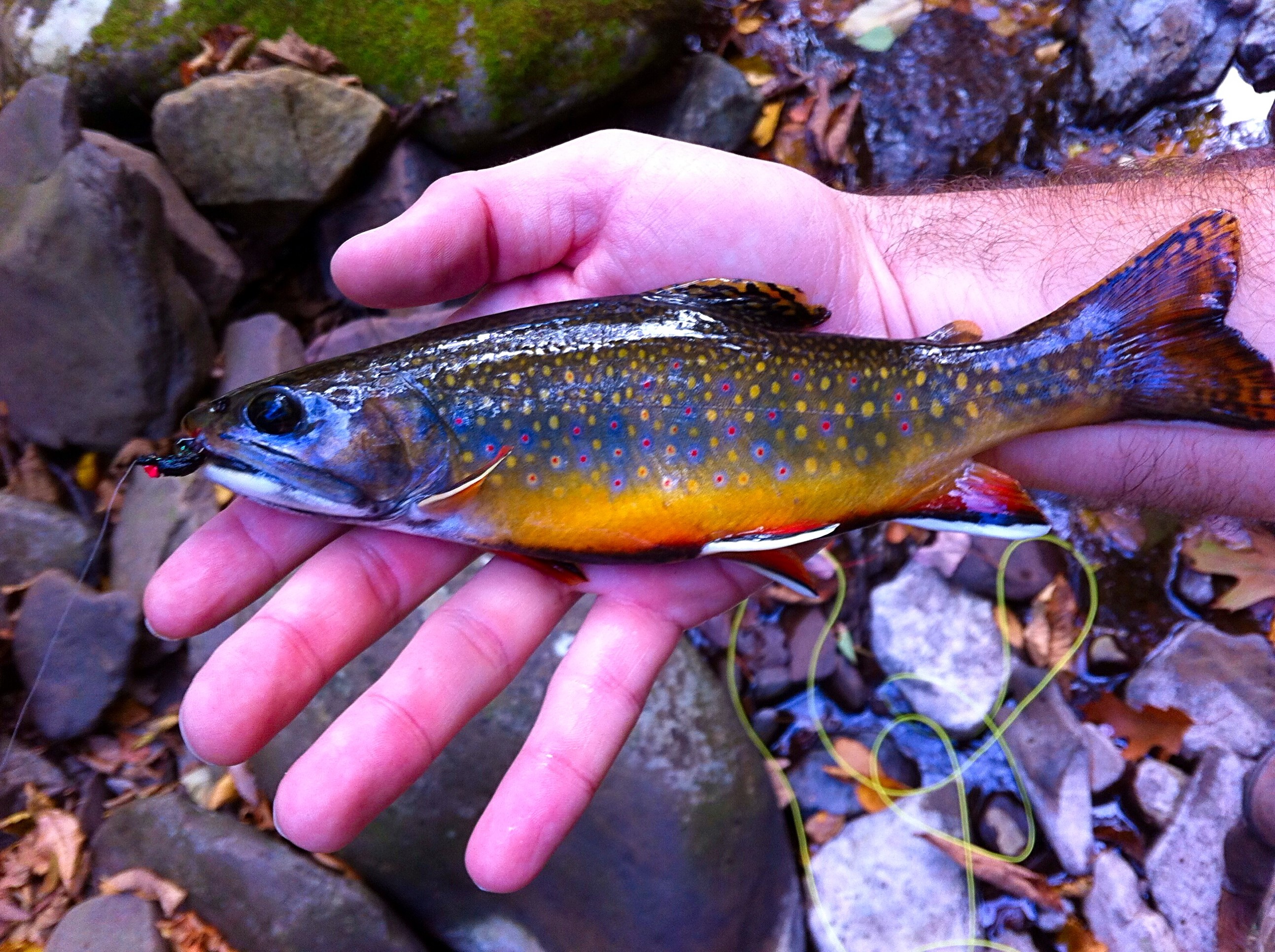 The Brook Trout Spawn Controversy: Does Fishing Have a Negative Effect?